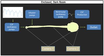 Investigation of Human Intrathecal Solute Transport Dynamics Using a Novel in vitro Cerebrospinal Fluid System Analog